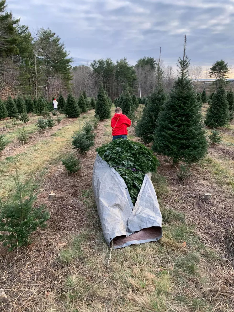 Some Maine Christmas Tree Farms Close Early Amid Increased Demand