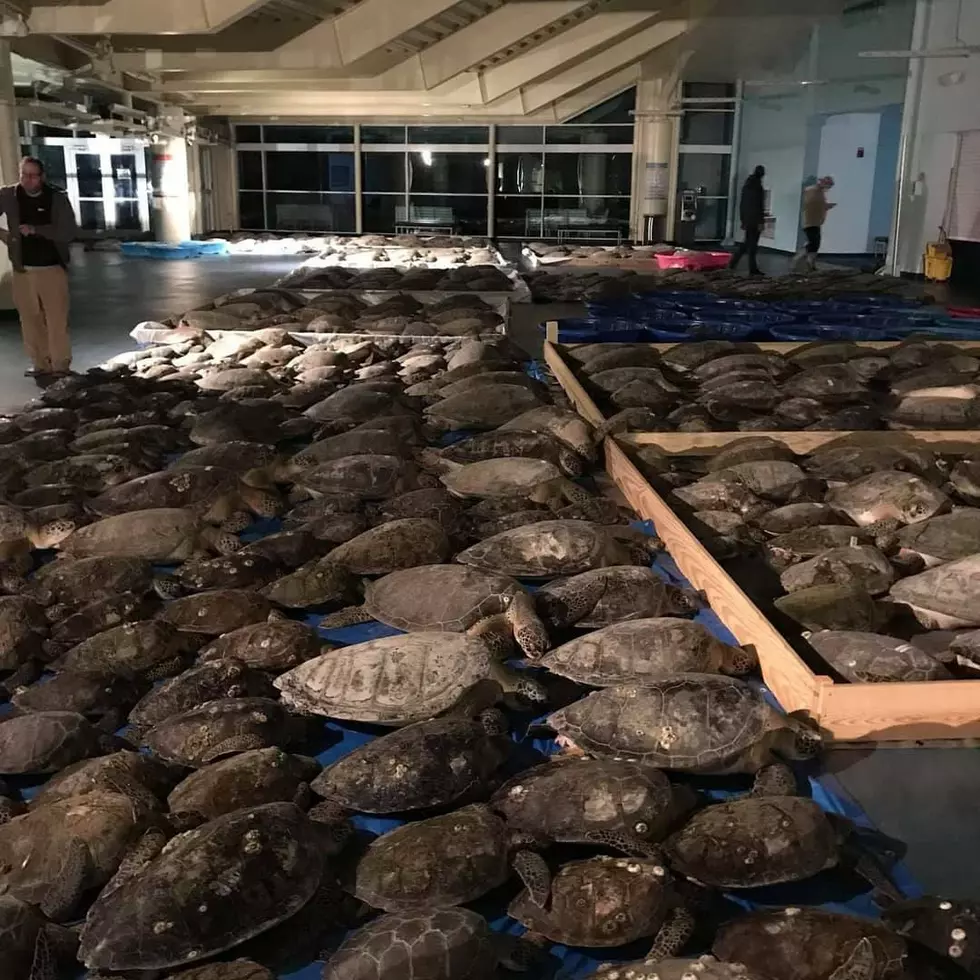 Mainer Helps Rescue Thousands of Freezing Cold Sea Turtles in TX