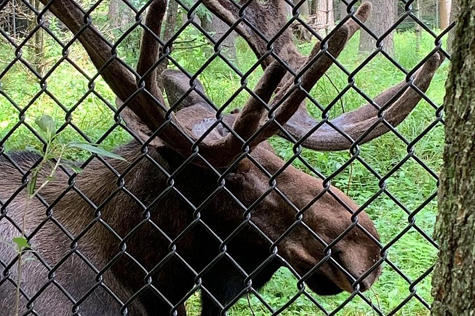 Maine’s Wildlife Park Opening For The 2021 Season