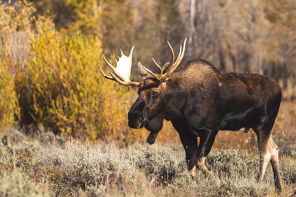 Maine Moose Hunting Permit Applications Due in Wednesday