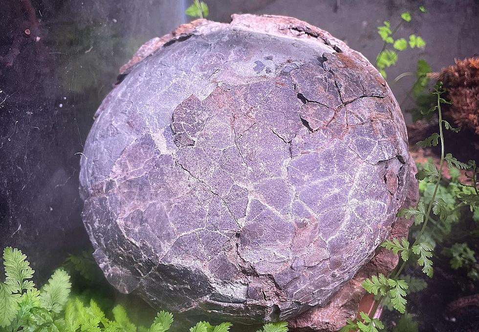You Can Now See a 65 Million Year Old Dinosaur Egg in Maine
