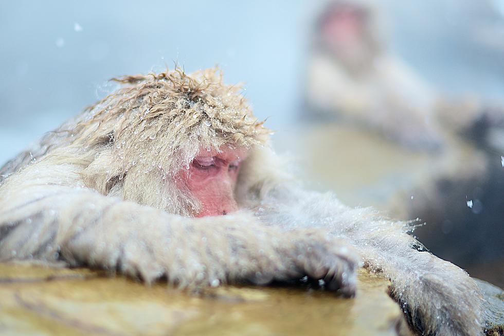 Bathing Monkeys Teach Us How To Cope With Maine Winter Blues