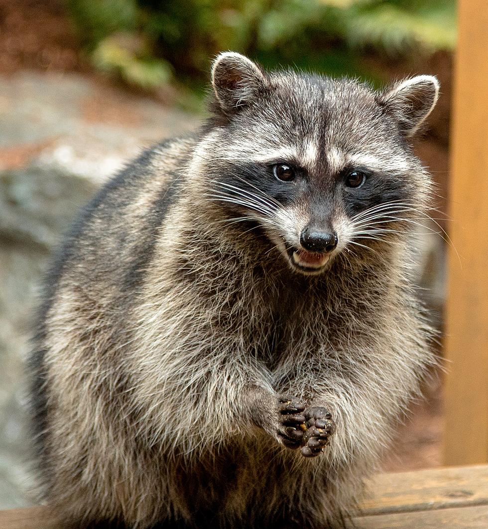  A Raccoon Hitched a Ride on a Trash Truck on I-93 NH
