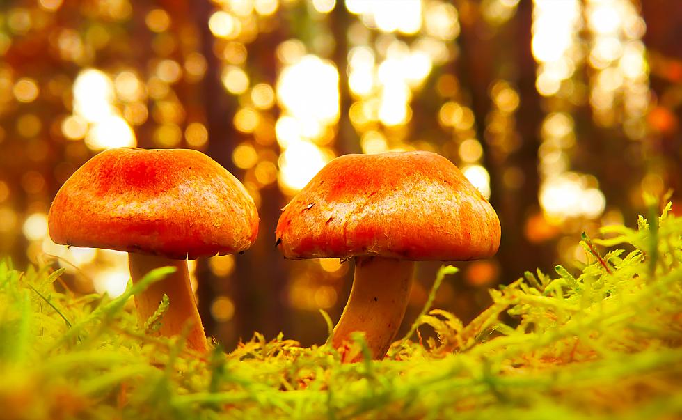 Maine Lawmakers to Consider Legalizing The Drug in Magic Mushrooms