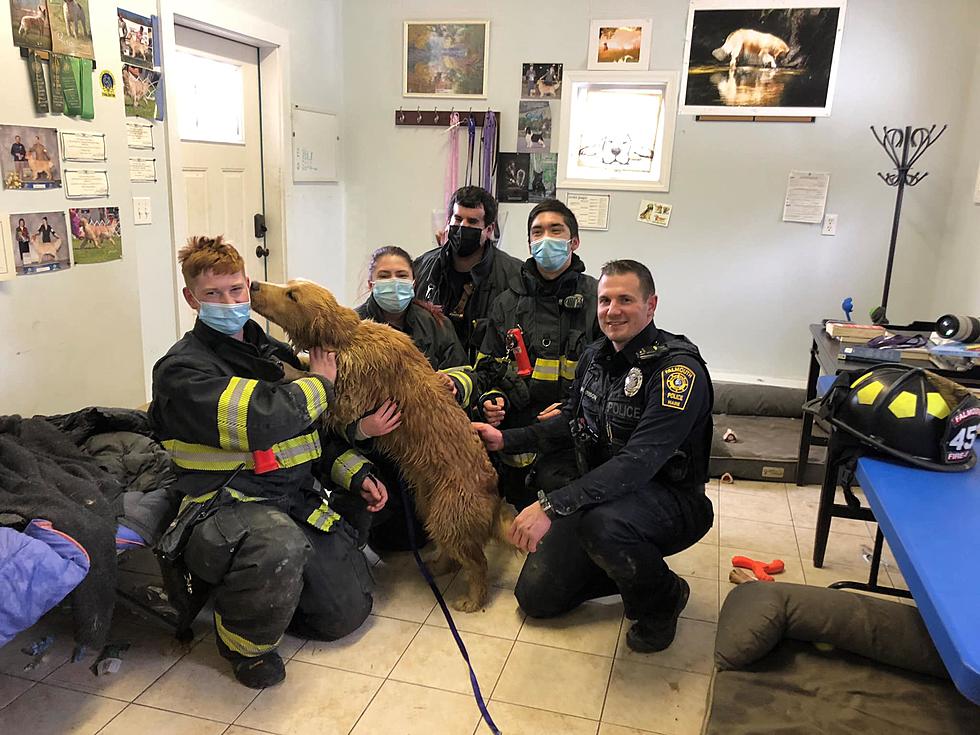 Falmouth Firefighters, Police Rescue Dog Stuck in Drainage Pipe