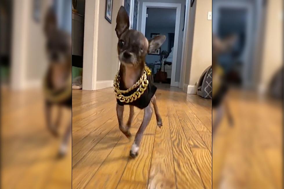 Maine Dog Reaches Celeb Status Attracting Attention from Cyndi Lauper & Whoopi Goldberg