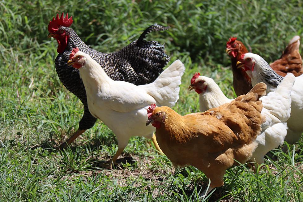 Maine Couple Sadly Forced to Kill Entire Flock of Chickens
