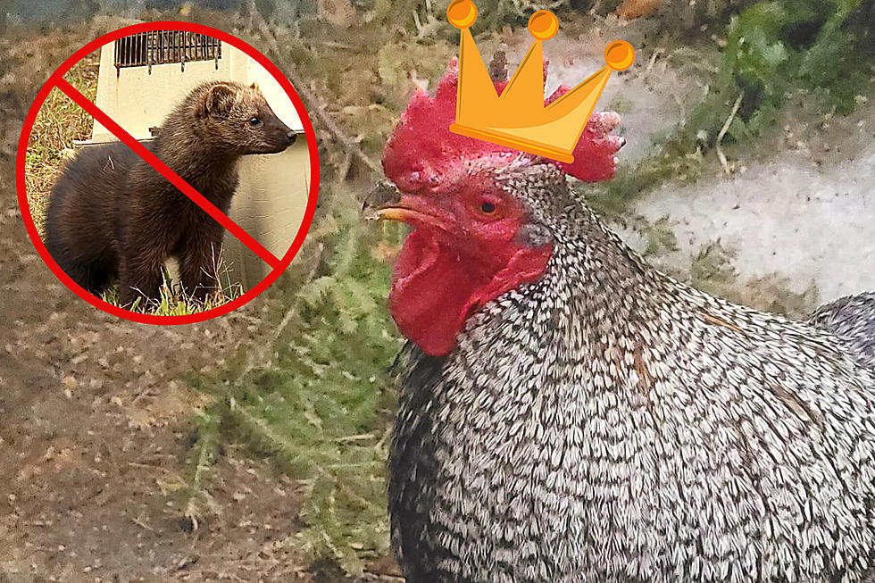 Maine Rooster Becomes Hero, Saves Farm from Savage Predator