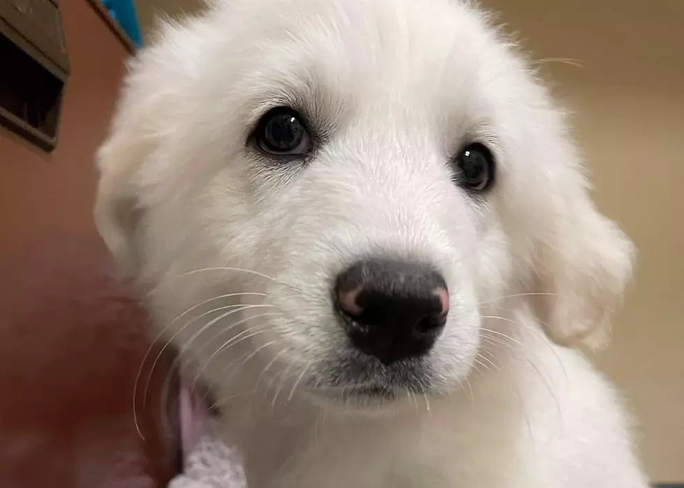Waterville Humane Society Has Adorable 8-Week-Old Great Pyrenees Puppies Available For Adoption Today