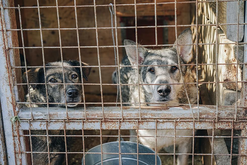 REPORTS: Dozens of Animals Seized From Unlicensed Maine Shelter
