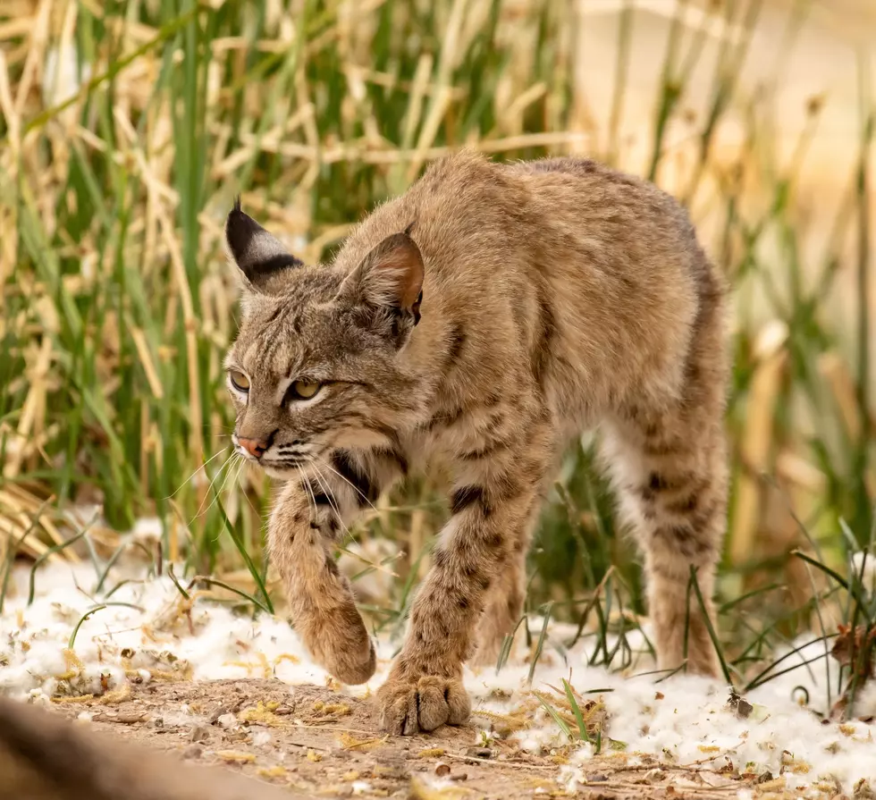 Two Likely-Rabid Ferocious Bobcat Attacks Occurred in Maine 