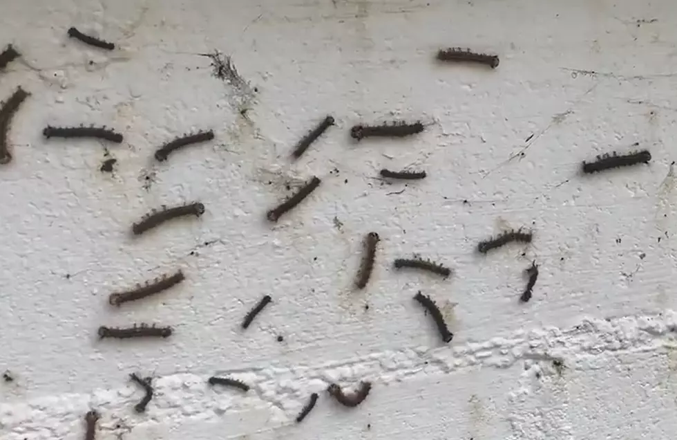 Tens of Thousands of Spongy Moth Caterpillars Invade a Maine Home