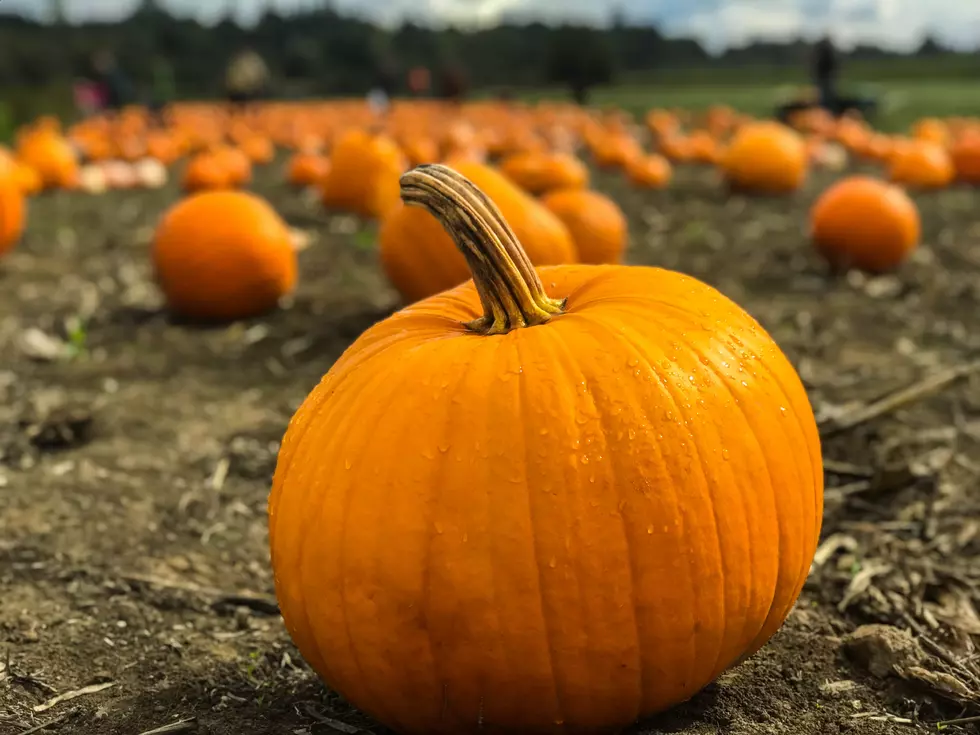 Maine Meteorologist Wins Contest With Thousand Pound Pumpkin