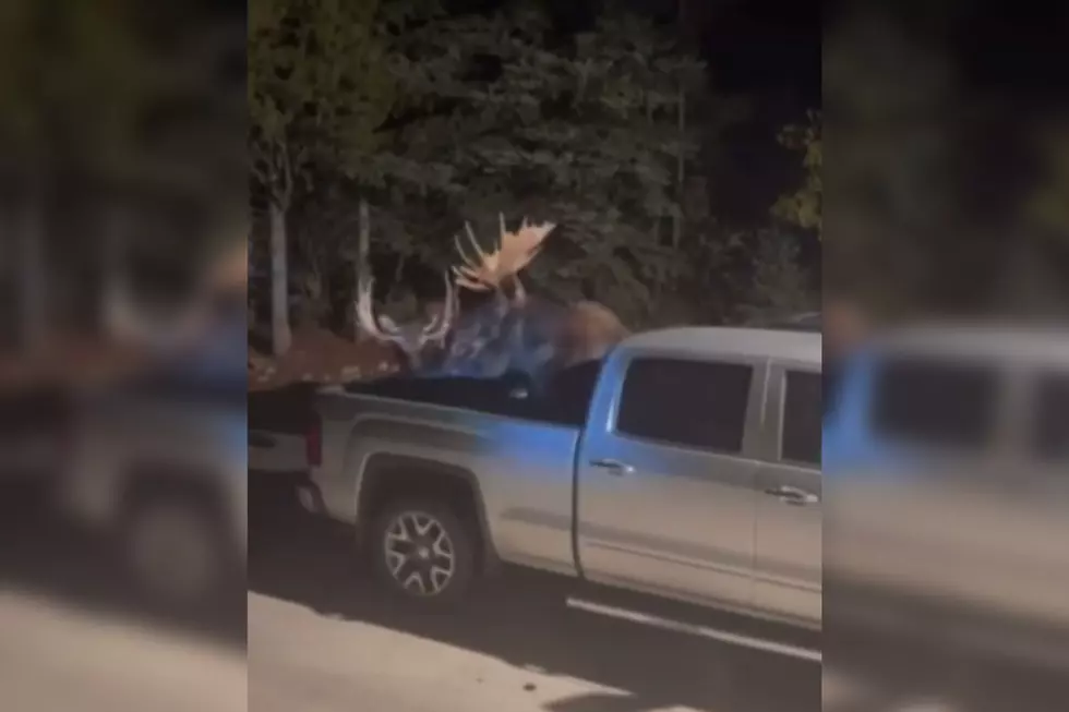Massive Bull Moose Fight Caught on Camera; Watch as They Ram a Brand New Truck