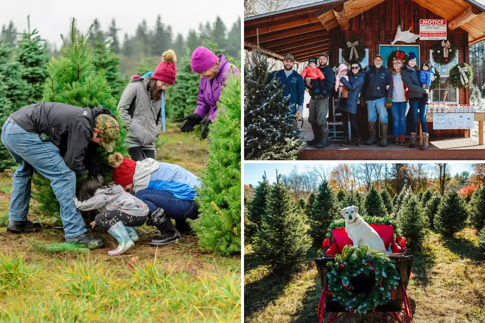 Here Are The Best Places to Cut Your Own Maine Christmas Tree