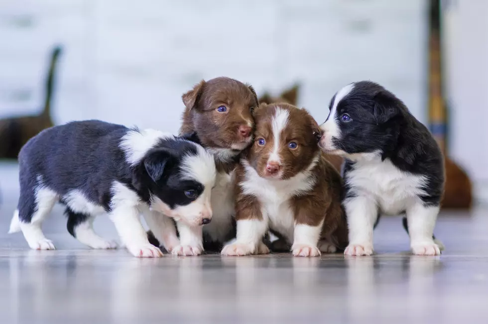 ALERT: Don&#8217;t Fall for the Maine Facebook Puppy Sale Scam