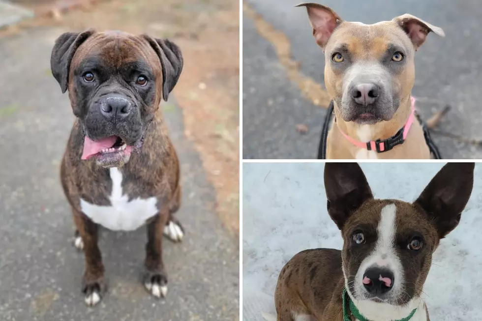 Check Out These Adorable Pups Looking For Forever Homes in Maine