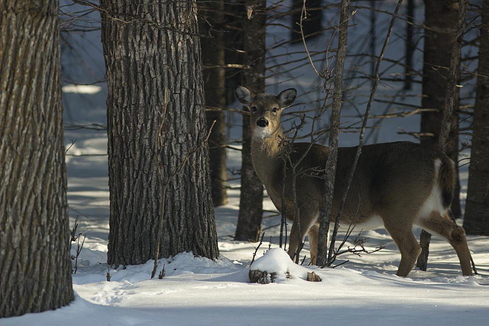 New Maine Legislative Bill Seeks to Allow Deer Hunting on Sundays