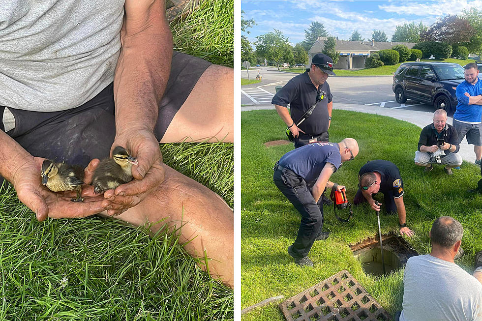 Maine Heroes Come to the Rescue After Mother Duck Loses 4 Ducklings Down Storm Drain