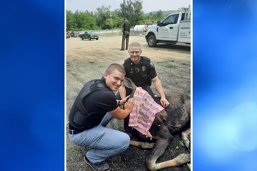 New Hampshire Police Help Rescue Young Moose Stuck Inside a Fence in the City