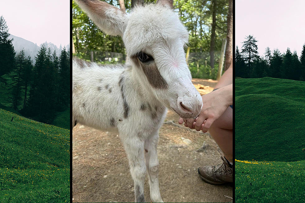 Want to Make Your Day Better? Pet a Stinkin’ Cute Baby Donkey at This Maine Zoo