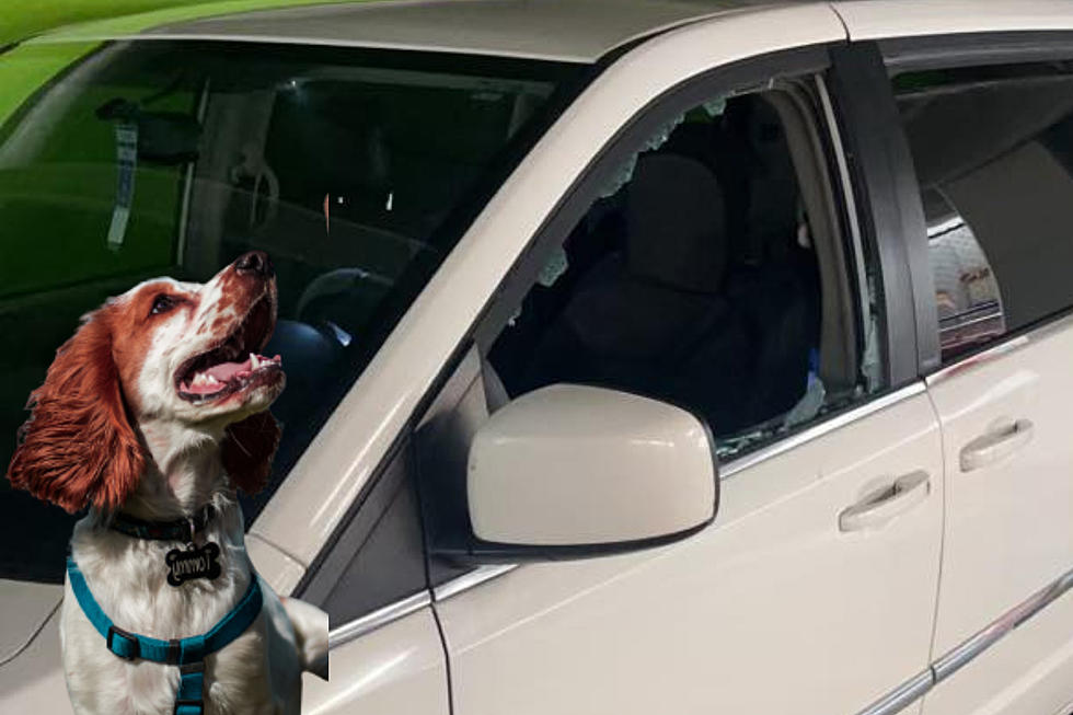 Urgent Rescue: Dogs Trapped in Sweltering Car in Massachusetts
