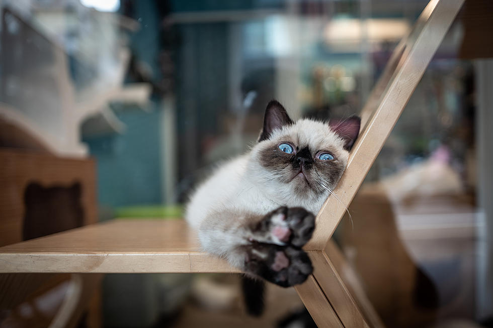 Introducing Maine’s First Cat Café, Meow Lounge in Westbrook