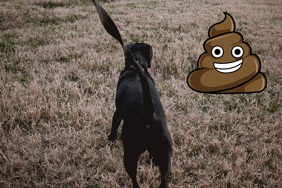 An Open Letter to Mainers Who Don’t Pick Up Their Dog’s Poop