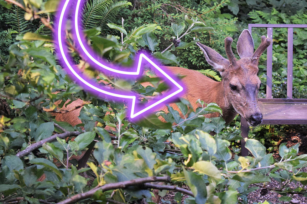 Unraveling the Mystery of Maine's First Purple Deer 