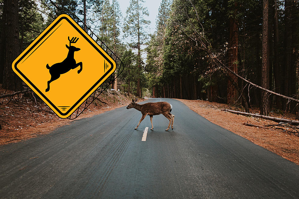 Who Has the Disgusting Job of Picking Up the Road Kill in Maine?