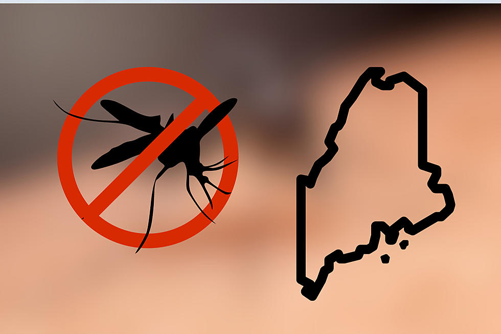 Step Aside Mosquitoes: Maine's Most Common Pest May Surprise You