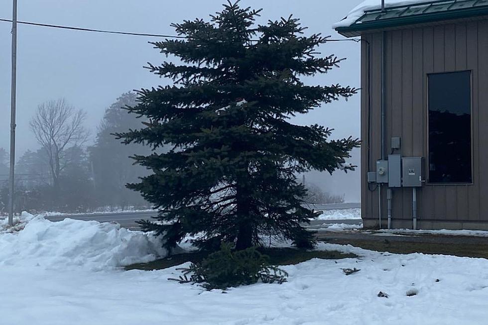 Police Looking For Whoever Cut a Tree at The Vassalboro Fire Dept