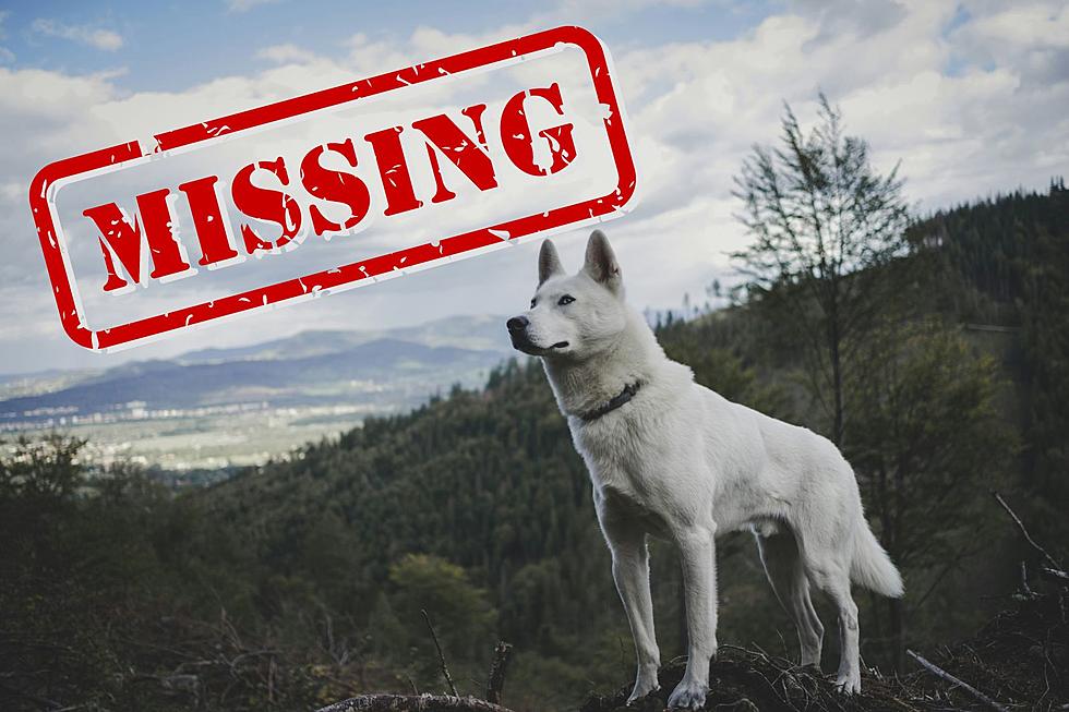 Missing Husky in Greene Has Entire State of Maine Captivated