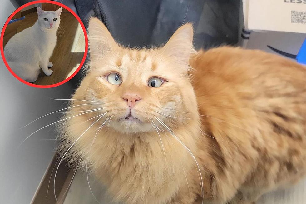Cross-Eyed Maine Cat And His Brother Desperately Need a New Home