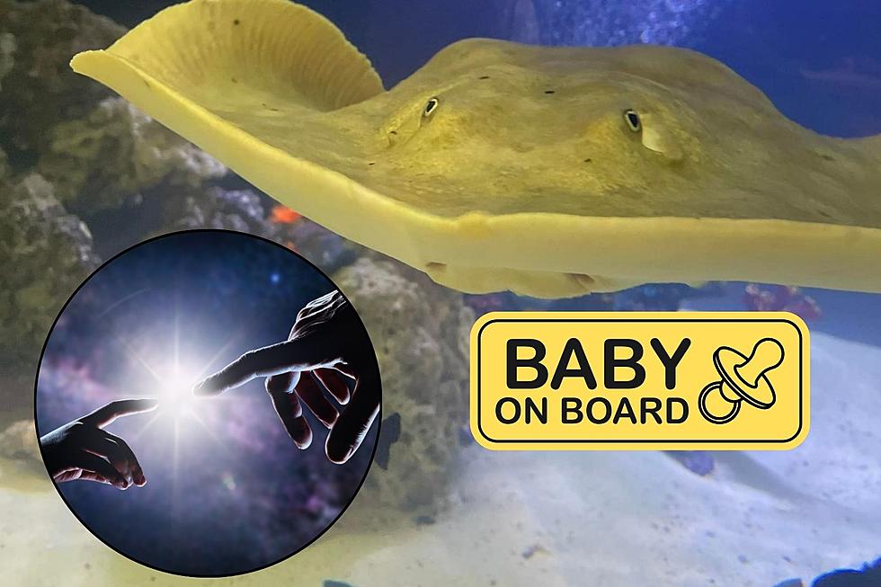 Maine Obsessed With Charlotte the Pregnant Stingray