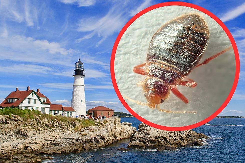 Three Maine Towns Ranked Worst in The State For Bed Bugs