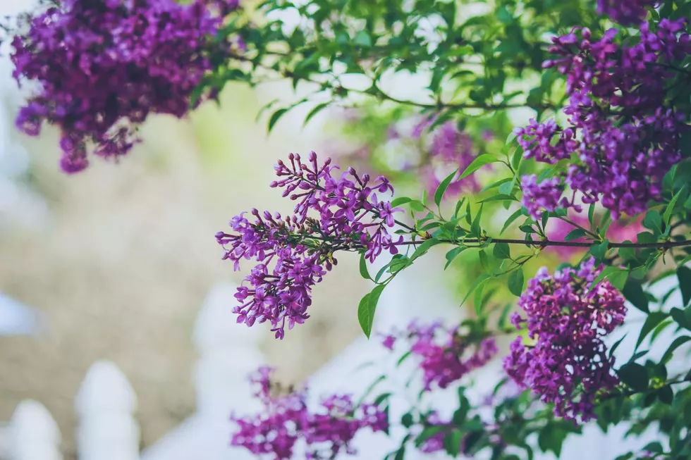 Take a Lavender Stroll at This Year’s Lilac Walk in New Hampshire