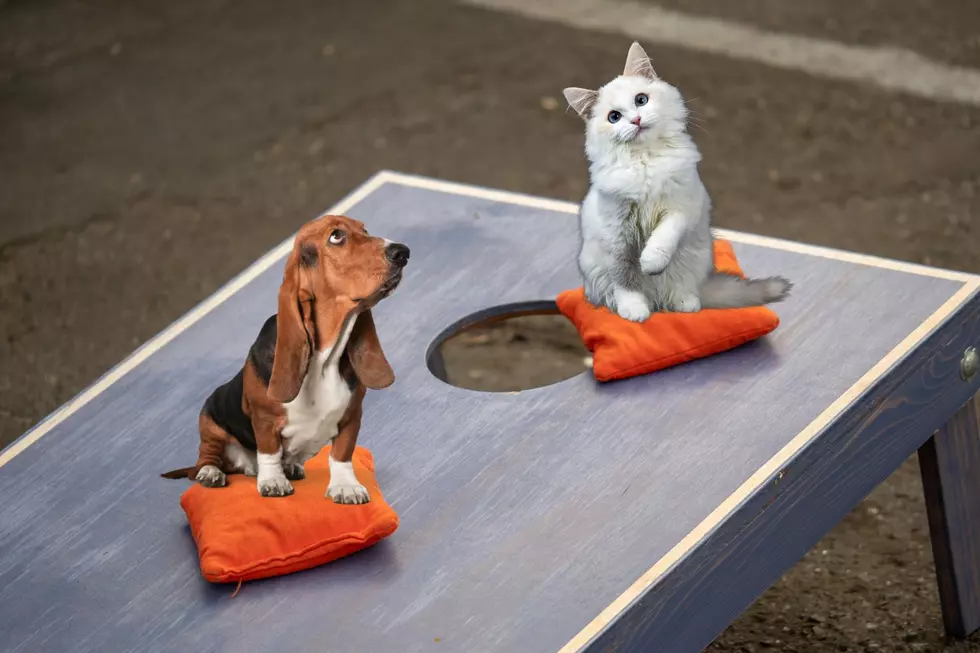 Cats, Canines, & Cornhole Happening at This Maine Sports Pub