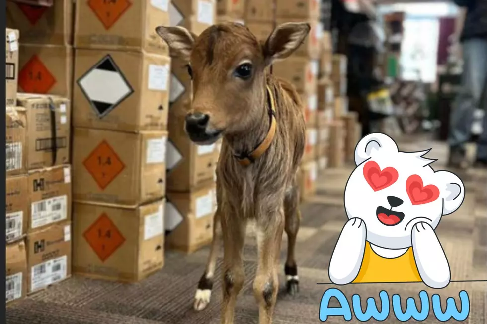 Central Maine Gun Store Now Has a ‘Shop Cow’ For You to Pet When You Visit