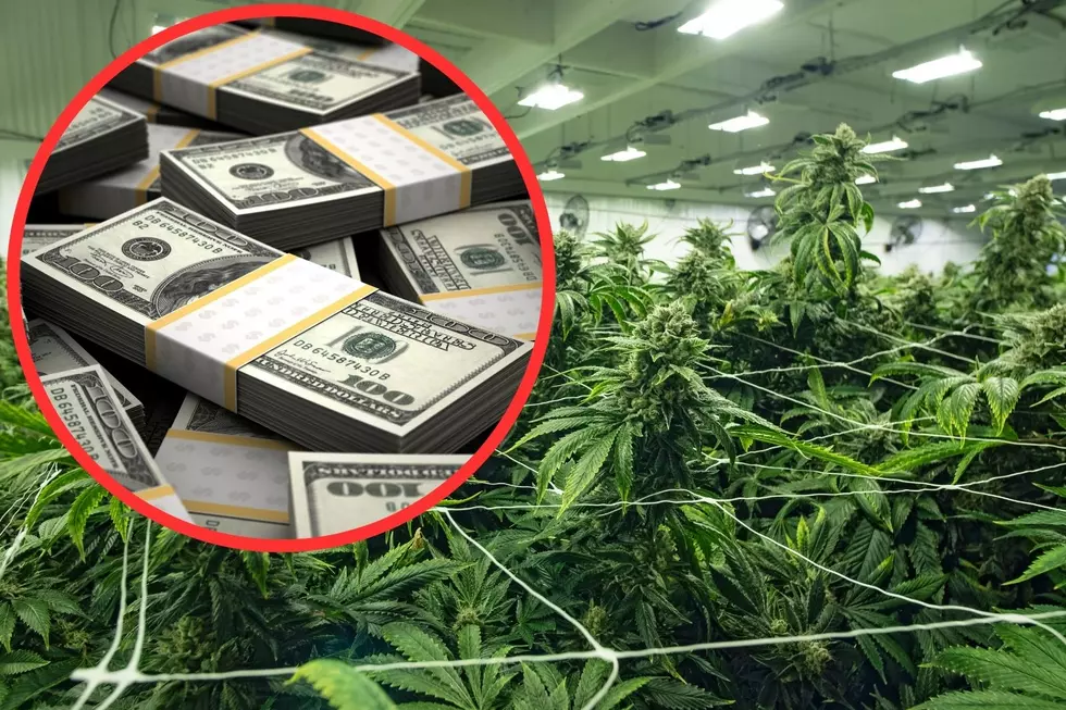 Suspected Illegal Chinese Marijuana Grows in Maine Worth Billions
