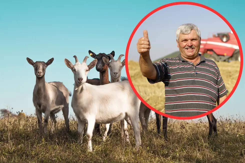 Are You New to Farming? This Upcoming Maine ‘Sheep & Goat School’ May be For You!