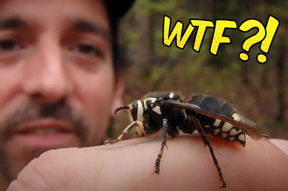 The Most Aggressive Wasp in Maine Will Fuel Your Nightmares