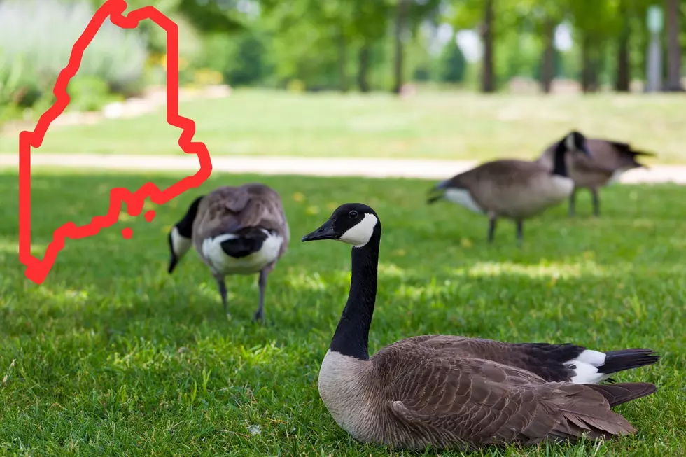 Could Maine Officials Begin Killing Nuisance Geese With Toxic Gas