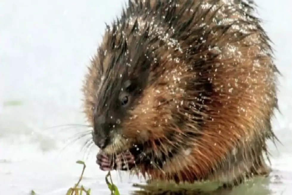 If You&#8217;re a Muskrat Don&#8217;t Move to Michigan, You&#8217;ll Be Dinner [VIDEO]