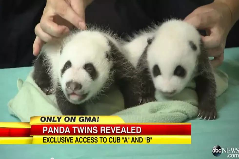 Most Famous Twins on the Planet! Pandas Take the Show [VIDEO]
