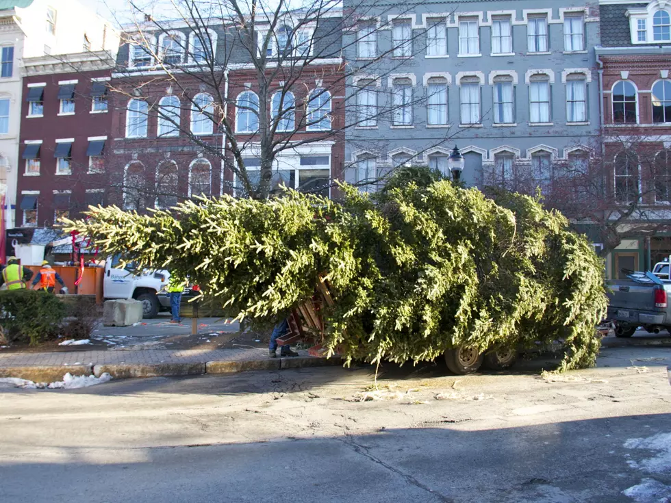 The Festival of Lights Tree Has Arrived [VIDEO]