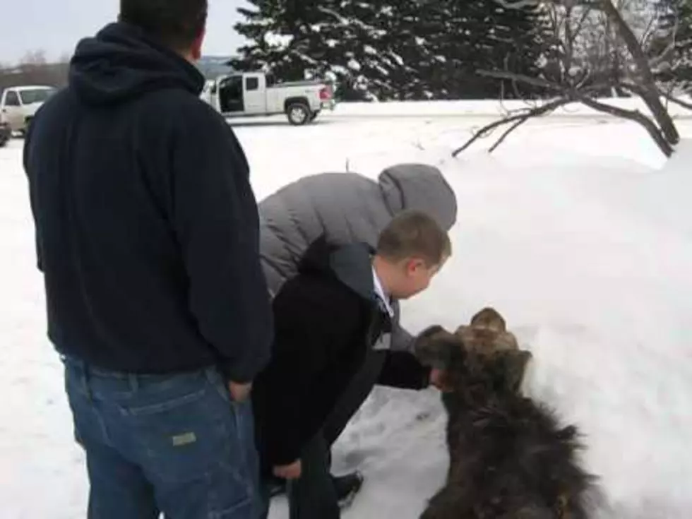 Moose-Petting Video Prompts Warning from Warden Service [VIDEO]