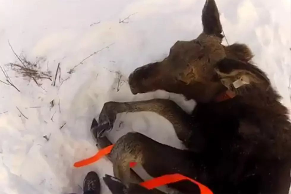 Man Attacked By Baby Moose in Maine [VIDEO]