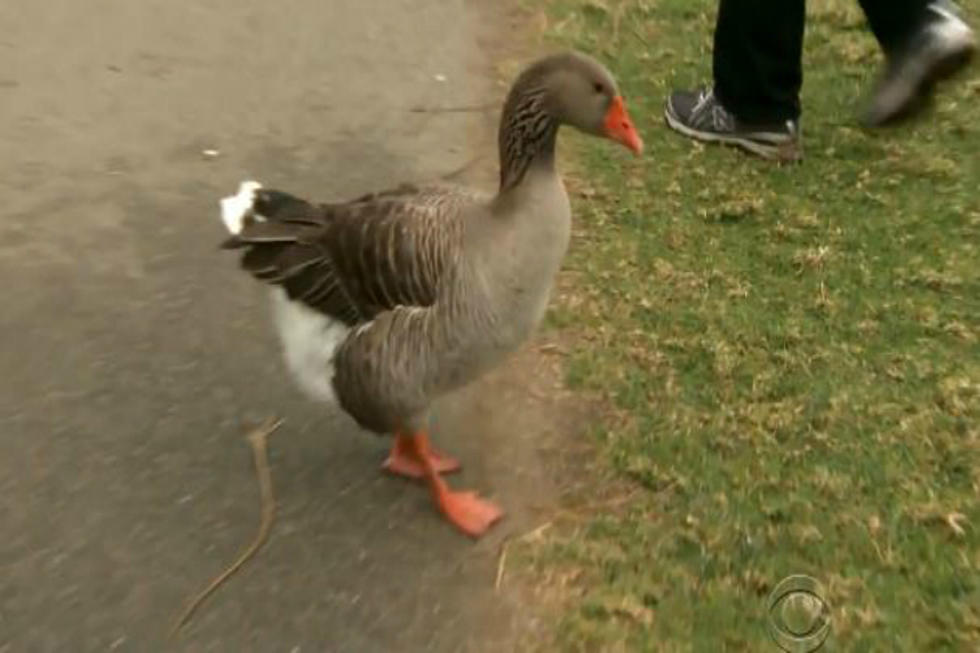 Mario the Goose Finds Friendship in One Man [VIDEO]