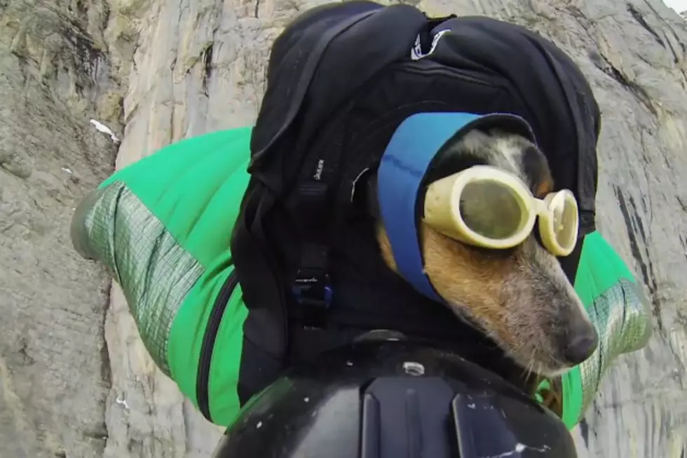 Dog Base Jumps with His Owner [VIDEO]
